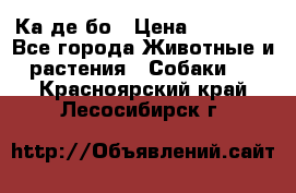 Ка де бо › Цена ­ 25 000 - Все города Животные и растения » Собаки   . Красноярский край,Лесосибирск г.